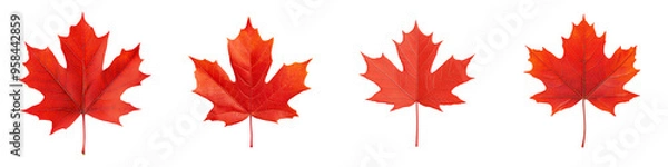 Fototapeta Vibrant red maple leaves display stunning autumn colors, creating a picturesque scene of nature's beauty and seasonal transition.