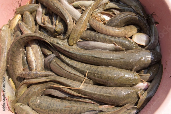 Obraz Many fish in a plastic bucket