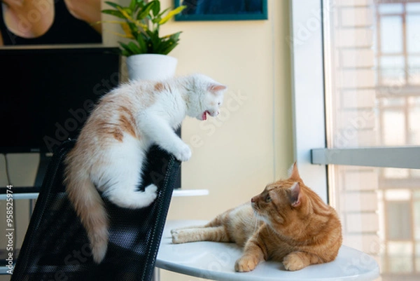 Obraz Two cats sort things out at home. A kitten and an adult cat are fighting or playing in the owner's workplace