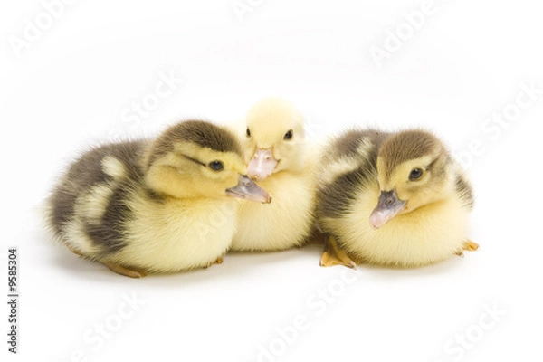 Fototapeta Ducklings isolated on white background