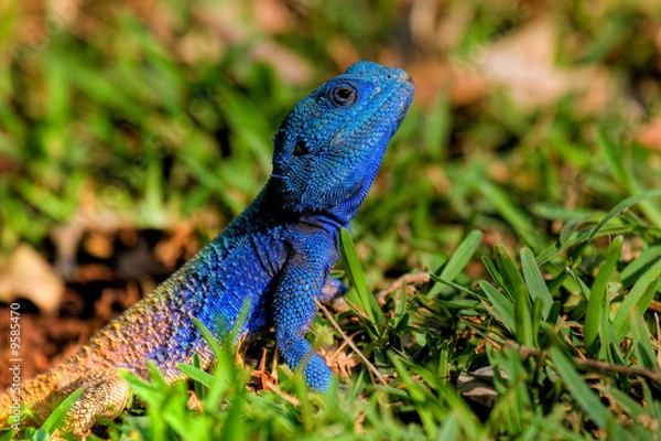 Fototapeta tree agama