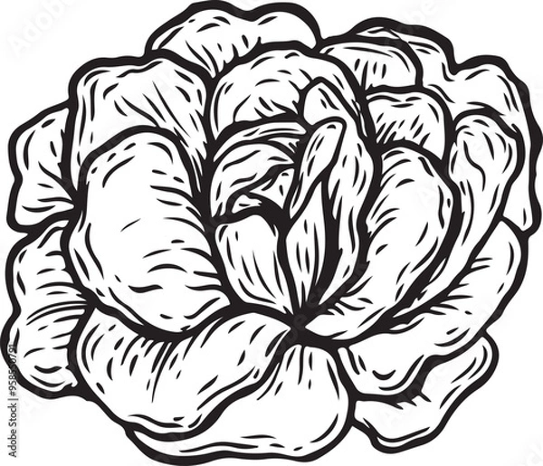Obraz Engraved lettuce salad vector illustration.