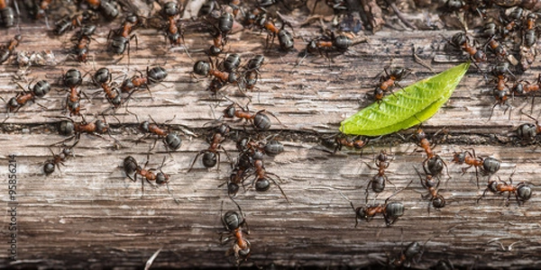 Obraz Kolonia czerwonych mrówek leśnych walcząca o zielony liść