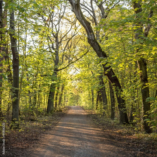 Fototapeta A beautiful tree avenue in spring shot against the light.