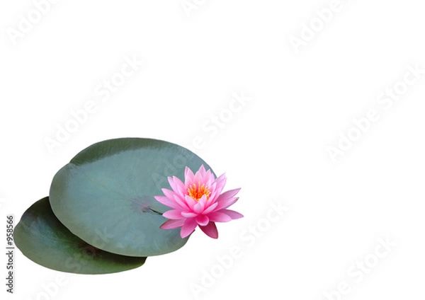 Obraz seerose freigestellt