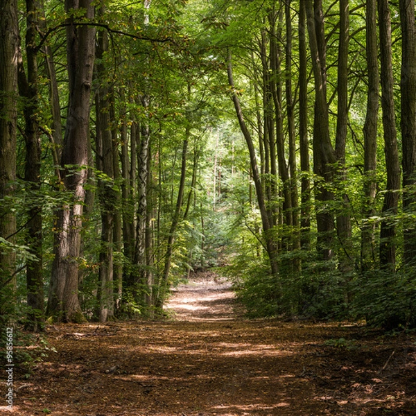 Fototapeta A lush green avenue formed by tall trees in summer