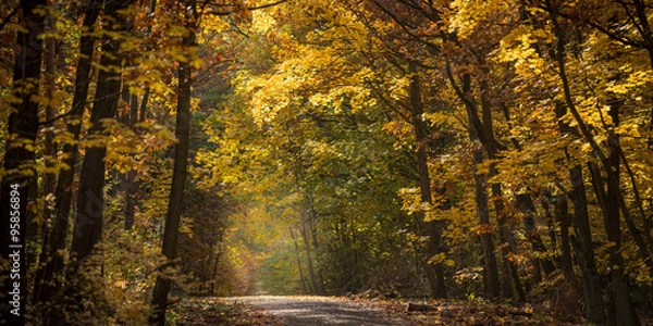 Fototapeta A beautiful view of a path through a forest in golden autumn light