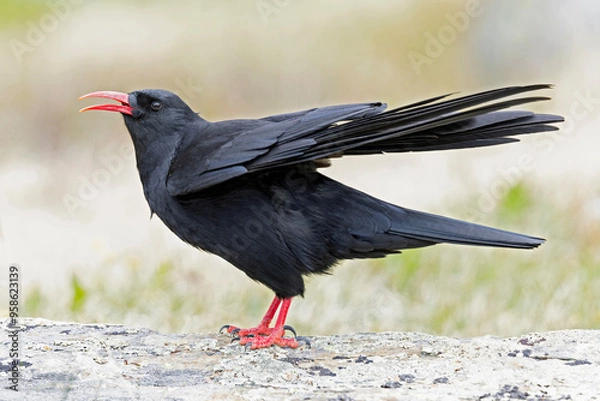 Fototapeta A red-billed chough (Pyrrhocorax pyrrhocorax) calling with spread wings.