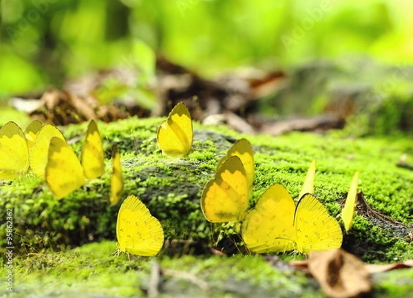 Fototapeta close up group of yellow Monarch butterfly in the forest.