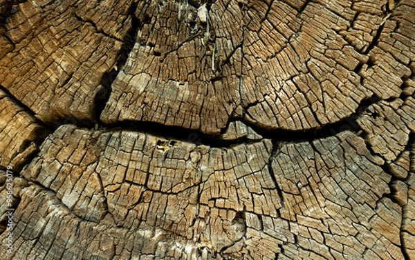 Obraz Cross section of an old tree trunk, cracked, dry wood
