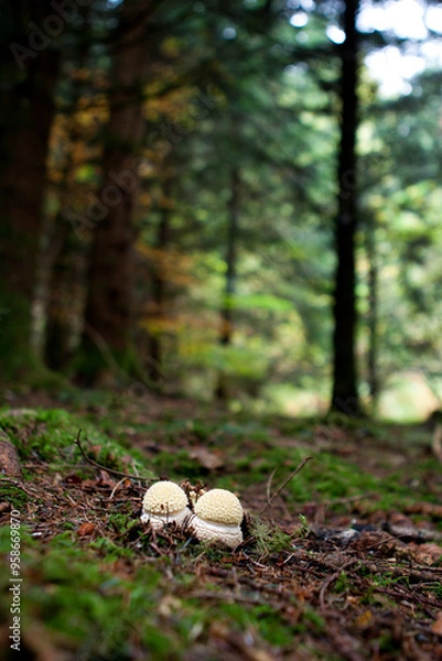Obraz Champignon en foret