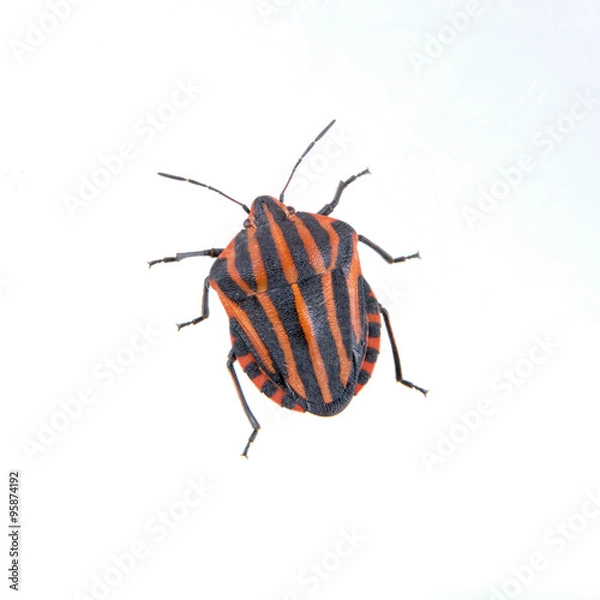 Fototapeta Red black striped shield bug on a white background