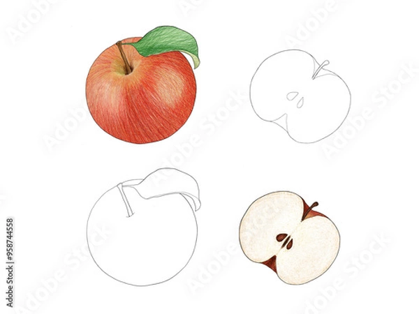 Fototapeta Apple drawn vector