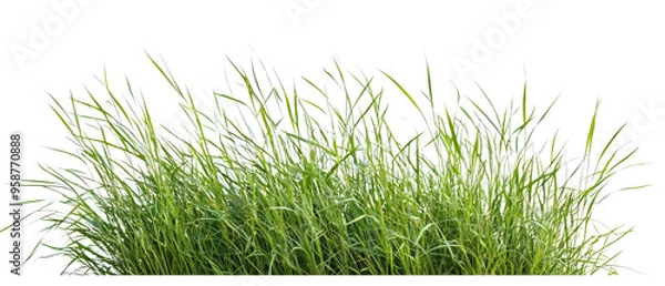 Fototapeta Vibrant green grass growing densely, ideal for nature-themed projects and backgrounds, cutout, png
