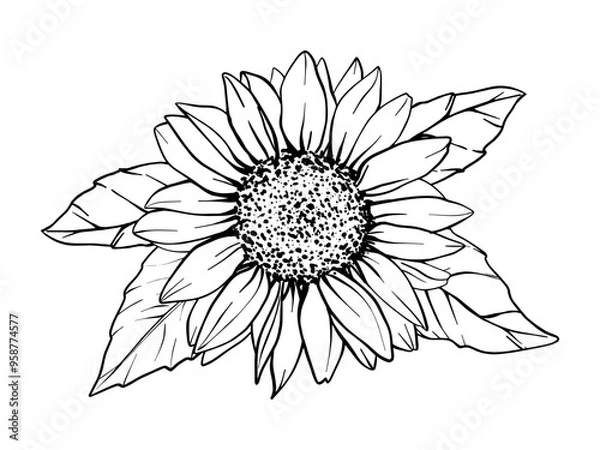 Obraz Sunflower vector flower illustration with leaves. Plant drawing in line art style. Flower Sketch painted by black inks. Botanical Graphic engraving design. EPS10