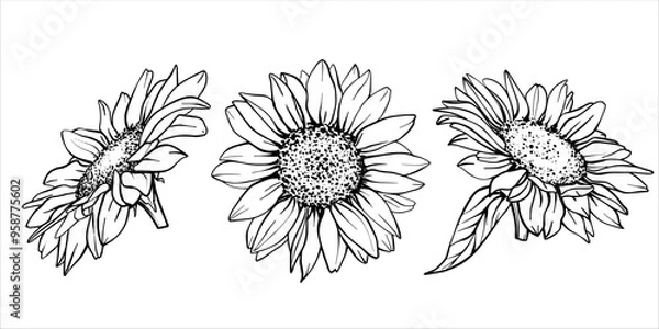 Obraz Sketch of Sunflower set. Flower Pen and Ink Drawing. Vector illustration on white background. Botanical Graphic engraving design. EPS10