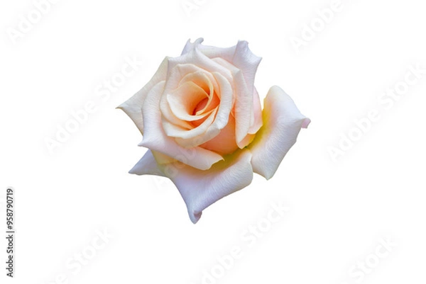 Fototapeta Pink Rose Flower beautiful nature close-up concept ideas. Isolated on white background clipping path.