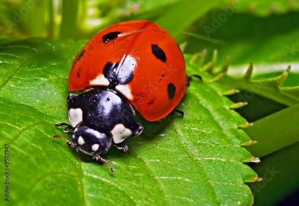Obraz ladybug