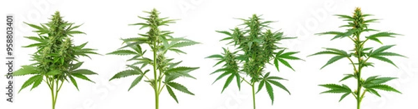 Fototapeta Four different marijuana plants are shown in a row, each with varying heights on a transparent background.