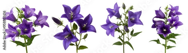 Fototapeta Four purple flowers are shown in a row on a transparent background.