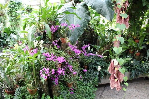 Fototapeta Berggarten Hannover