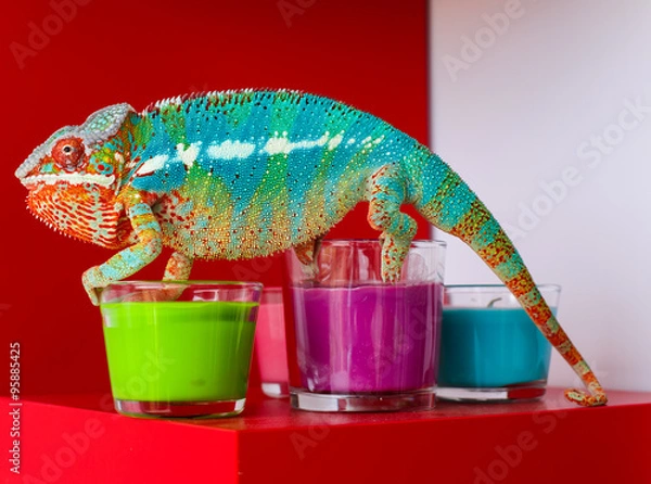 Fototapeta Chameleon
