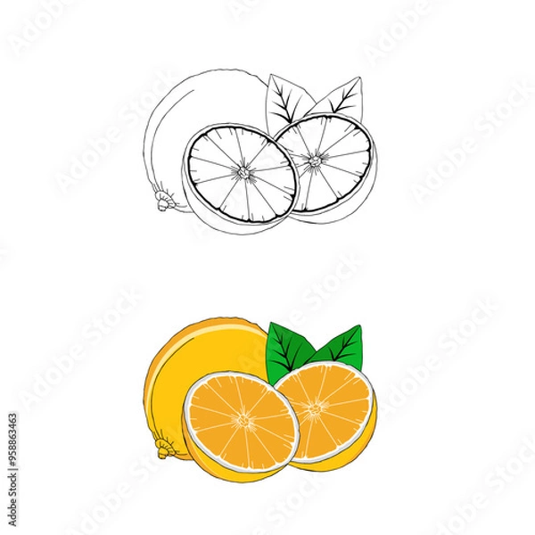 Fototapeta Lemon line art illustration 