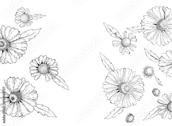 Fototapeta Daisy flower line art background
