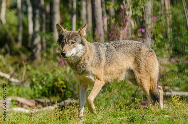Obraz Grey wolf (Canis Lupus)  hunting in a forest in summer time