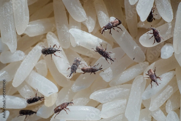 Obraz Rice moths or flour moths are eating rice that has been stored in rice storage boxes for a long time.Rice that has not been stored properly for a long time will be eaten by moths until it is damaged.