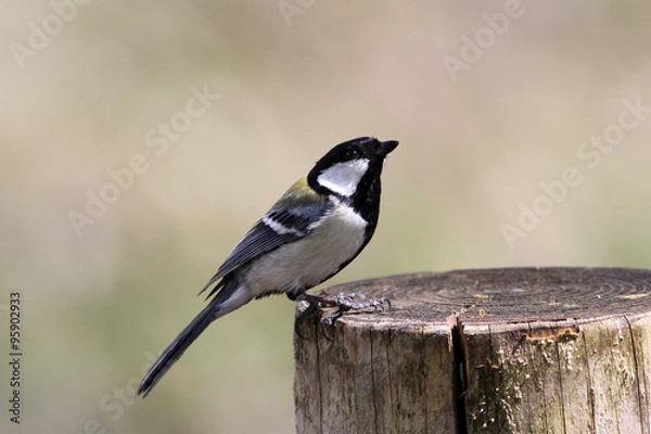 Obraz シジュウカラ