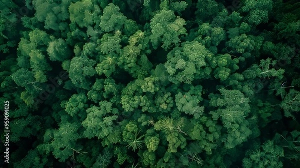Obraz Aerial top view forest tree, Rainforest ecosystem and healthy environment concept and background, Texture of green tree forest view from above 