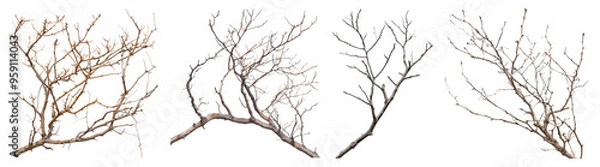Fototapeta Dry branches isolated on transparent background, set of