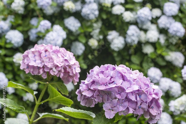 Fototapeta 紫のアジサイの花とボケ