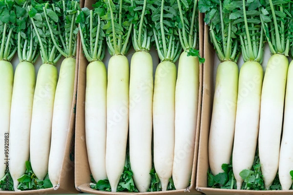 Fototapeta 並べられた大根