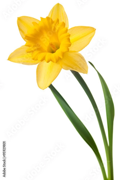 Obraz yellow daffodil isolated