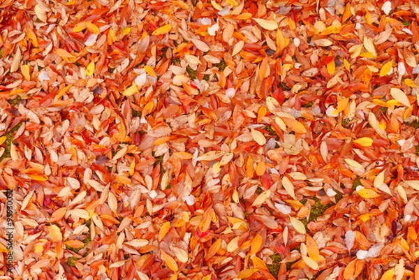 Obraz 朱色に染まった背景