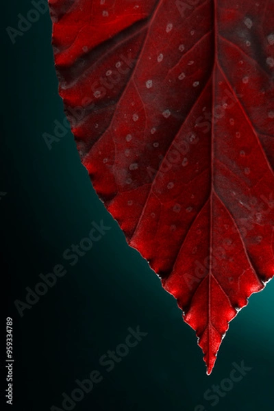 Fototapeta red autumn leaf