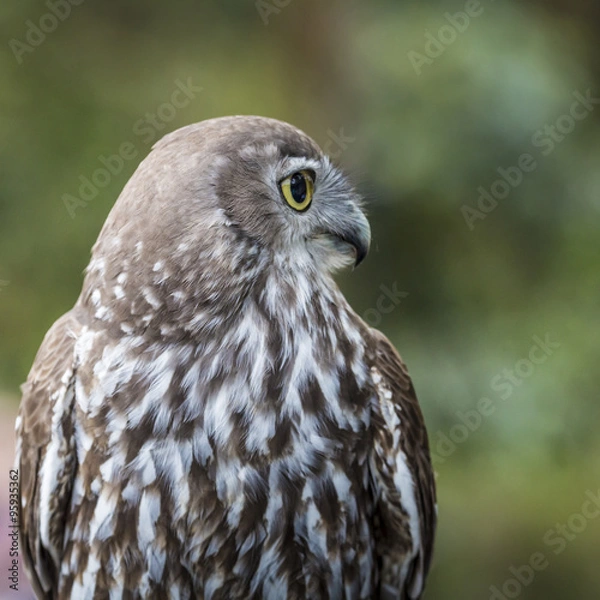 Fototapeta Burrowing Owl (Athene cunicularia) sitting on a pole