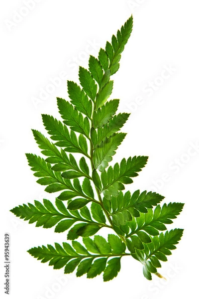 Obraz green fern leaf isolated