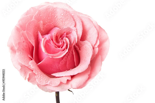Fototapeta pink rose isolated