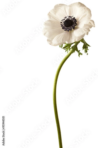 Obraz Black and White Anemone Isolated on a White Background