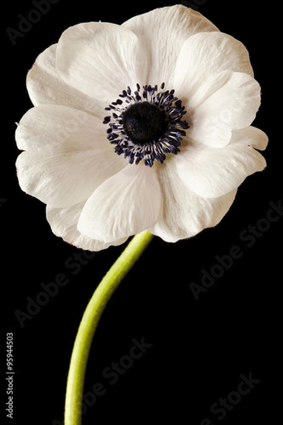 Obraz Black and White Anemone Isolated on a Black Background