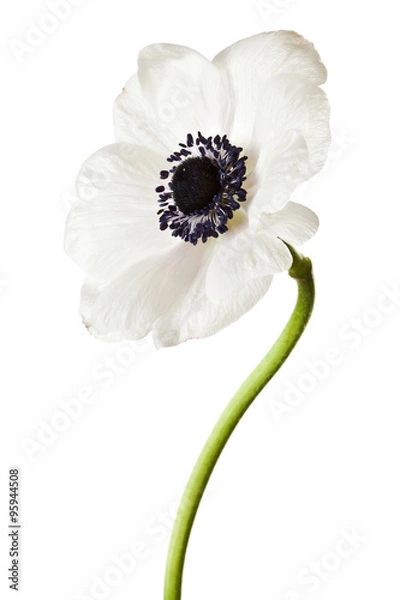 Fototapeta Black and White Anemone Isolated on a White Background