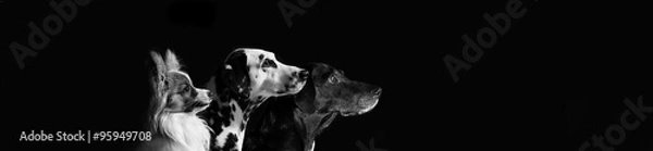 Obraz Papillon, Dalmatiner, Labrador