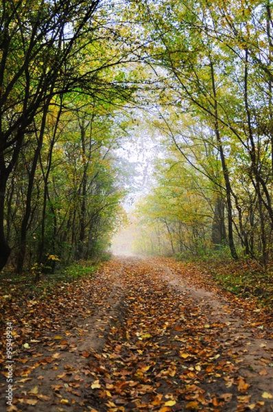 Obraz Autumn misty forest road covered with rusty leaves 04
