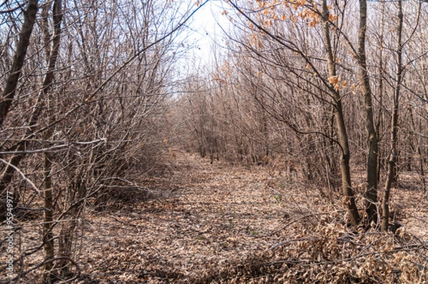 Obraz Forest with trees and dried leaves 1