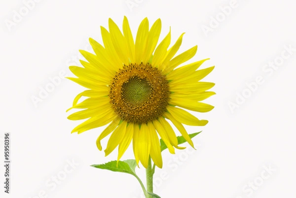 Obraz sunflower