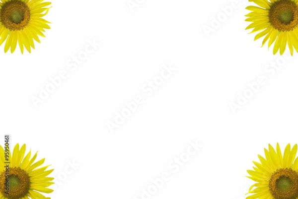 Obraz sunflower_set1