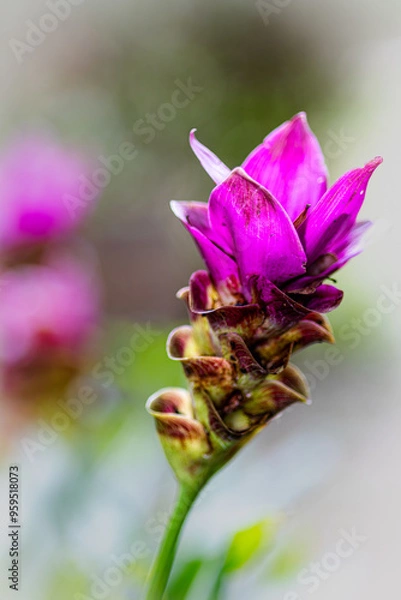 Fototapeta A flower with a purple center and green leaves